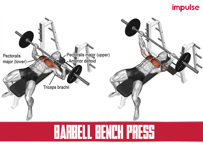 barbell bench press